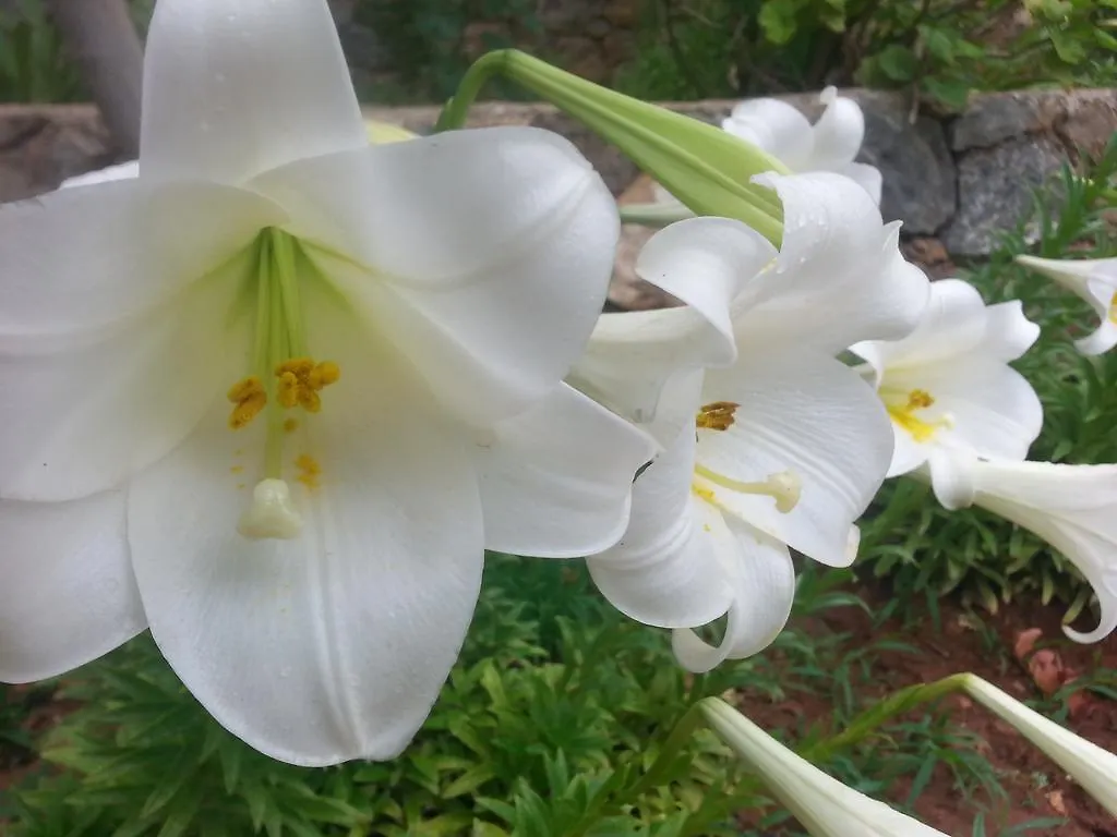 ** Feriepark Olive Garden Kabak Hotel Faralya Tyrkiet